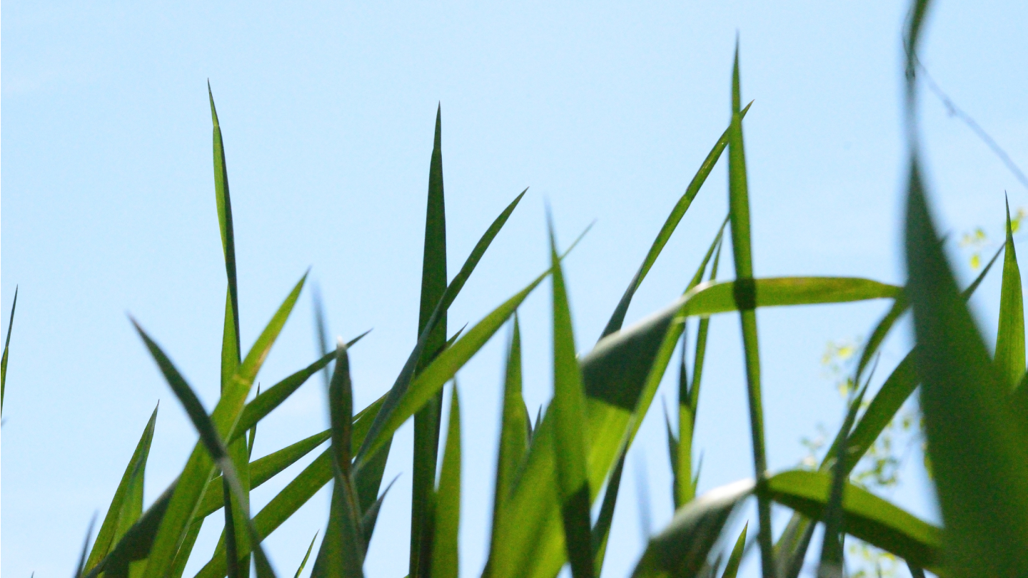 Klein als een grasspriet, groot als een weiland