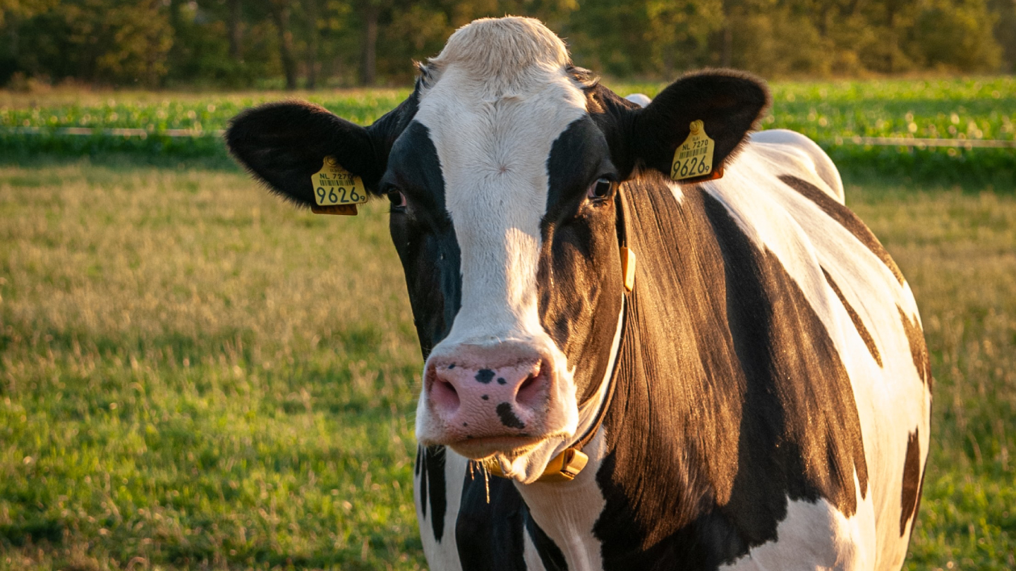 ‘Juf, mag ik een koe in uw weiland zijn?’