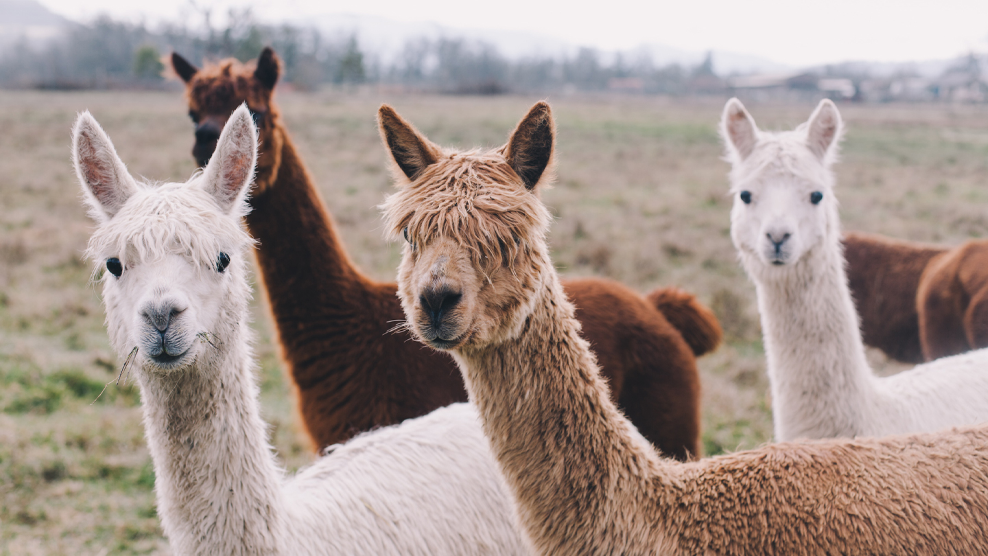 Leren luisteren tussen de alpaca’s